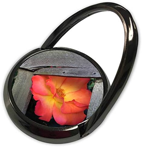 3drose Pamp City - Цвеќиња - Фотографија на плејбој Роуз ekирка низ некои решетки. - Телефонски прстен